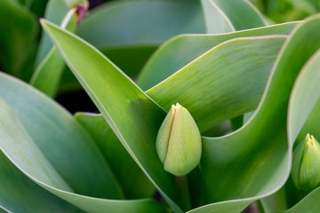 closed Bud and leaves of a Tulip on a green background