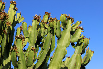 Cactus called Euphorbia canariensis, commonly known as the Canary Island spurge, Hercules club or...
