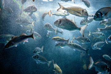 A shoal of bream fish in the Atlantic ocean with sunlight underwater. Brittany, France