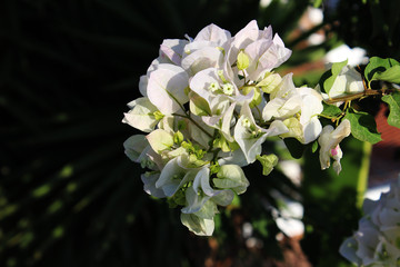 Obraz na płótnie Canvas Flores de buganvilla blancas (Bougainvillea spectabilis)