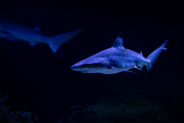 Nice danger big white shark attack in the sea auarium nature