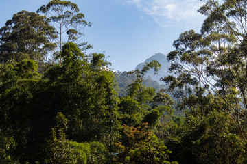 Obraz premium trees in the forest