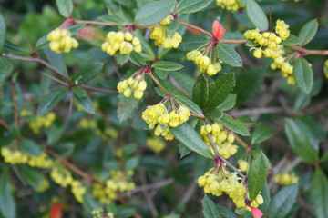 Close-up of Common barberry branch with yellow flowers. Berberis vulgaris on springtime
