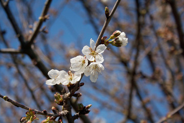 Cherry tree with  white flowers on branches on springtime against blue sky. Prunus avium tree