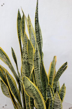 Dracaena trifasciata, a species of flowering plant. Also known as a the snake plant, Saint George's sword, mother-in-law's tongue, and viper's bowstring hemp,