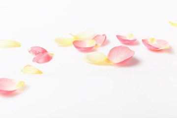 Pink and yellow fallen petals rose on a white background.