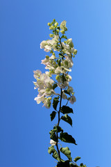 Flores blancas de buganvilla (Bougainvillea spectabilis)