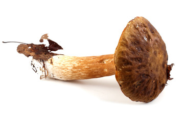 King bolete mushroom