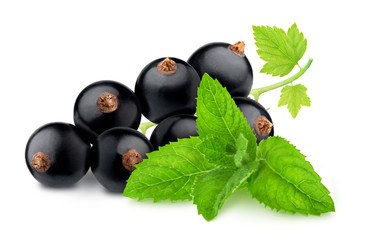 Composition with blackcurrant and sprig of mint isolated on a white background