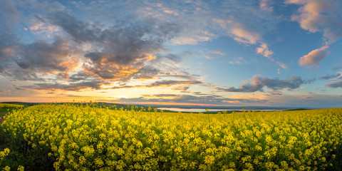 Rapeseed field at sunset, Blooming canola flowers panorama. Rape on the field in summer. Bright...