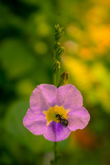 Light Pink Flower with small Bee on