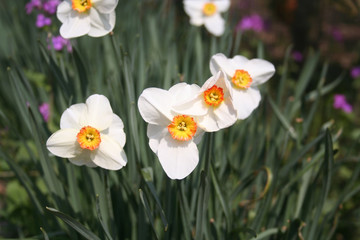 Yellow and white Daffodil flowers growing in the garden on springtime. Narcissus plants in the flowerbed
