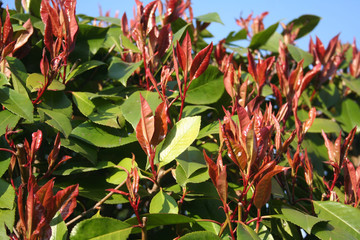 Red Robin Photinia hedge with many new red leaves against blue sky on springtime on a sunny day. Photinia x fraseri in the garden
