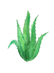 Obraz premium aloe vera plant