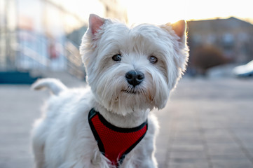 portrait of white dog on the street