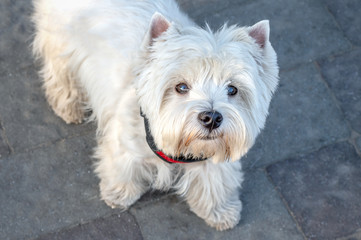 portrait of white dog on the street