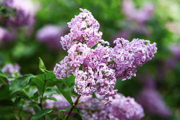Spring blooming lilac tree flowers. Lilac blossom in spring.