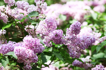 Spring blooming lilac tree flowers. Lilac blossom in spring.