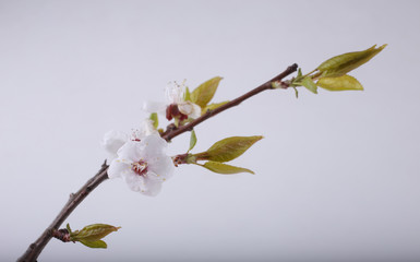 Sakura blossom on gray background