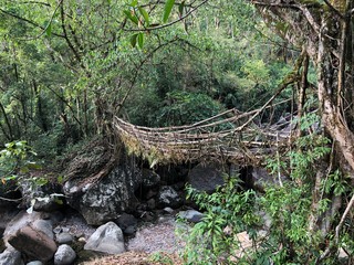 Living root bridge of india