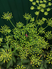 The insect is sitting in flowers on a green background.