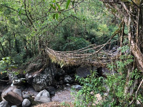 Living Root Bridge Of India