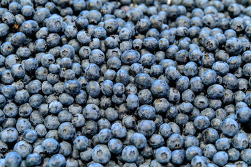 Large group of many fresh organic blueberries available for sale at Central Market Hall food market in Budapest, Hungary, natural dark blue background with soft focus 
