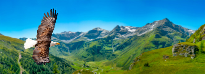 Adler fliegt in großer Höhe mit ausgebreiteten Flügeln an einem sonnigen Tag in den Bergen.