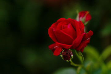 Garden spray red roses. Green leaves on branches, bushes of bright blooming roses on sunny day. Natural floral background. Botanical blossom concept. Selective focus image. Copy space mockup
