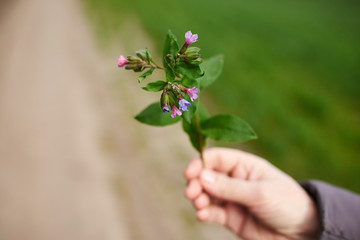 Close-up picture of female hand holding small green plant with pink blossom. Nature protection. Ecological issues of the planet Human interaction with nature. Natural background.