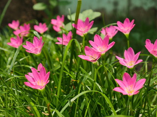 Obraz na płótnie Canvas Pink Rain Lily in the rainy season