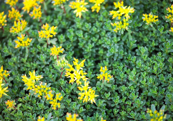 Obraz premium Yellow flowers of Sedum