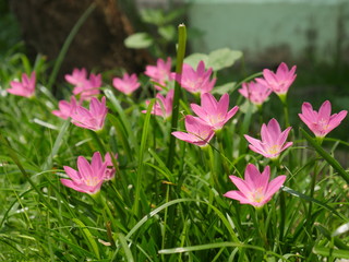 Fototapeta premium Pink Rain Lily in the rainy season