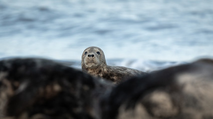 Grey seal on a beach peeking over the top of other seals lying on the beach with sea and waves in the background.  