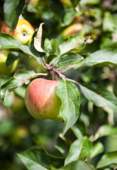 Pink apples on the apple tree