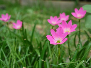 Obraz na płótnie Canvas Pink Rain Lily in the rainy season