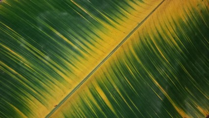 Banana tree leaf texture