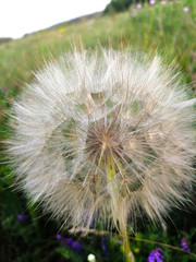 A large white dandelion on a green background.