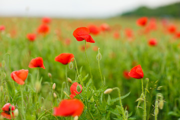 Fototapeta na wymiar red poppy flower field summer landscape. 