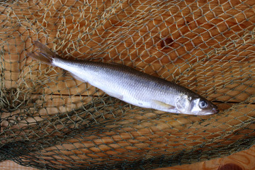 Smelt fishes on net. Pacific smelt variety