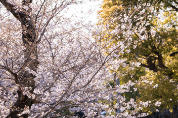 さくら　さくら　さくらさく　sakura sakura