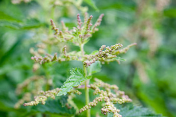 Blooming stinging nettle