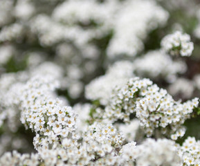 White Spiraea (meadowsweet) flowers