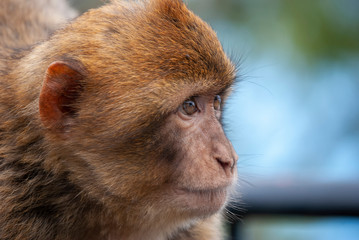 Barbary Macaques (Macaca sylvanus) in Gibraltar