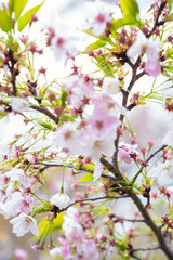 Obraz premium さくら さくら さくら sakura sakura