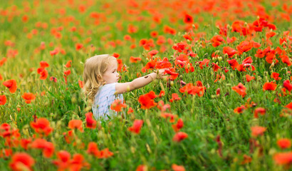 Beautiful child picking flowers in poppy field