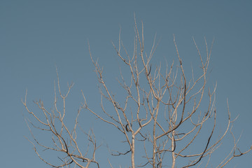tree branches against blue sky