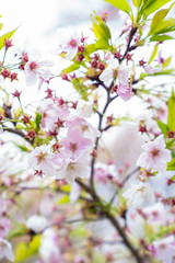 Fototapeta premium cherry sakura sakura saku sakura