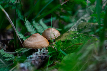 caps of two mushrooms among the green grass in the forest