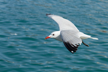  Gaviota de audouin volando sobre el fondo del mar ( Ichthyaetus audouinii).